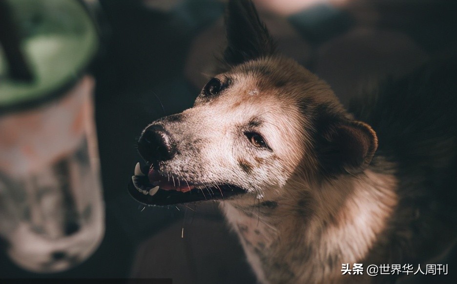 宠物生命当“惊喜”：鲜血淋漓的活体盲盒，成了当代年轻人的新宠