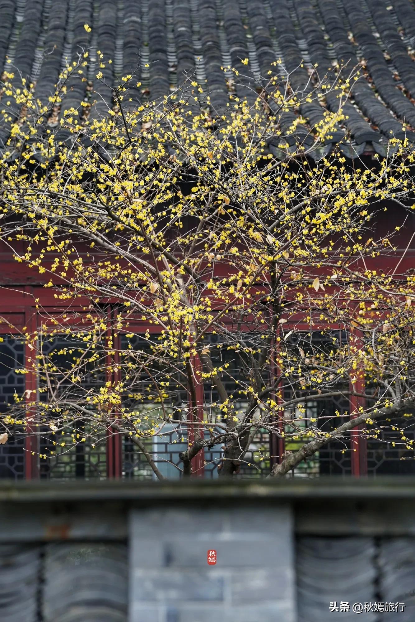 冬游常熟燕园赏蜡梅花，方桥头梅干菜扣肉饼5元一只，顾客盈门