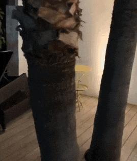 球星欢乐多?巴洛特利扮演女装大佬!C罗卖萌抢镜!