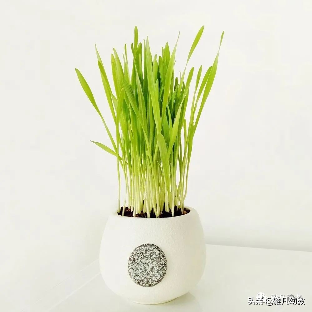 感恩节创意活动幼儿园主题活动,感恩节活动幼儿园创意方案