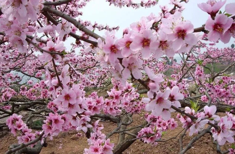 阳春3月桃花与油菜花交相辉映,三月的油菜花和樱花好看吗