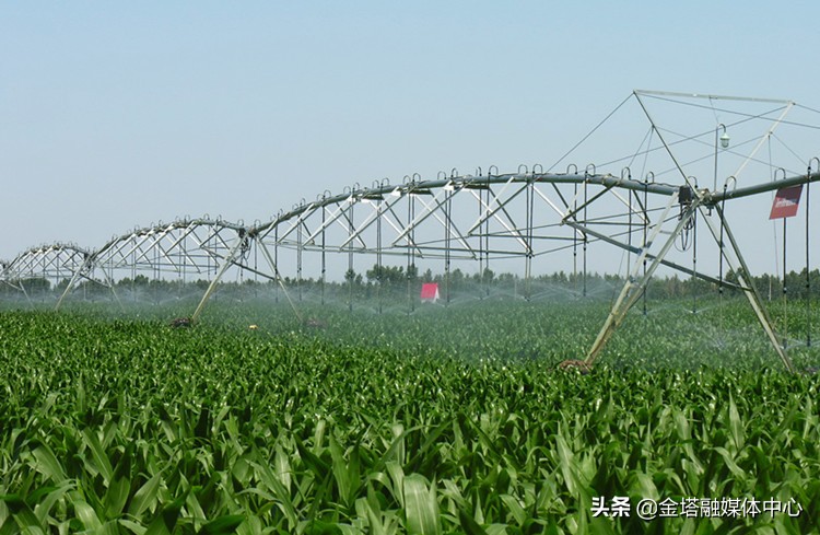 通辽市：擦亮“黄玉米”金字招牌