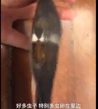 三只松鼠吃出虫子怎么投诉,三只松鼠每日坚果吃到虫子