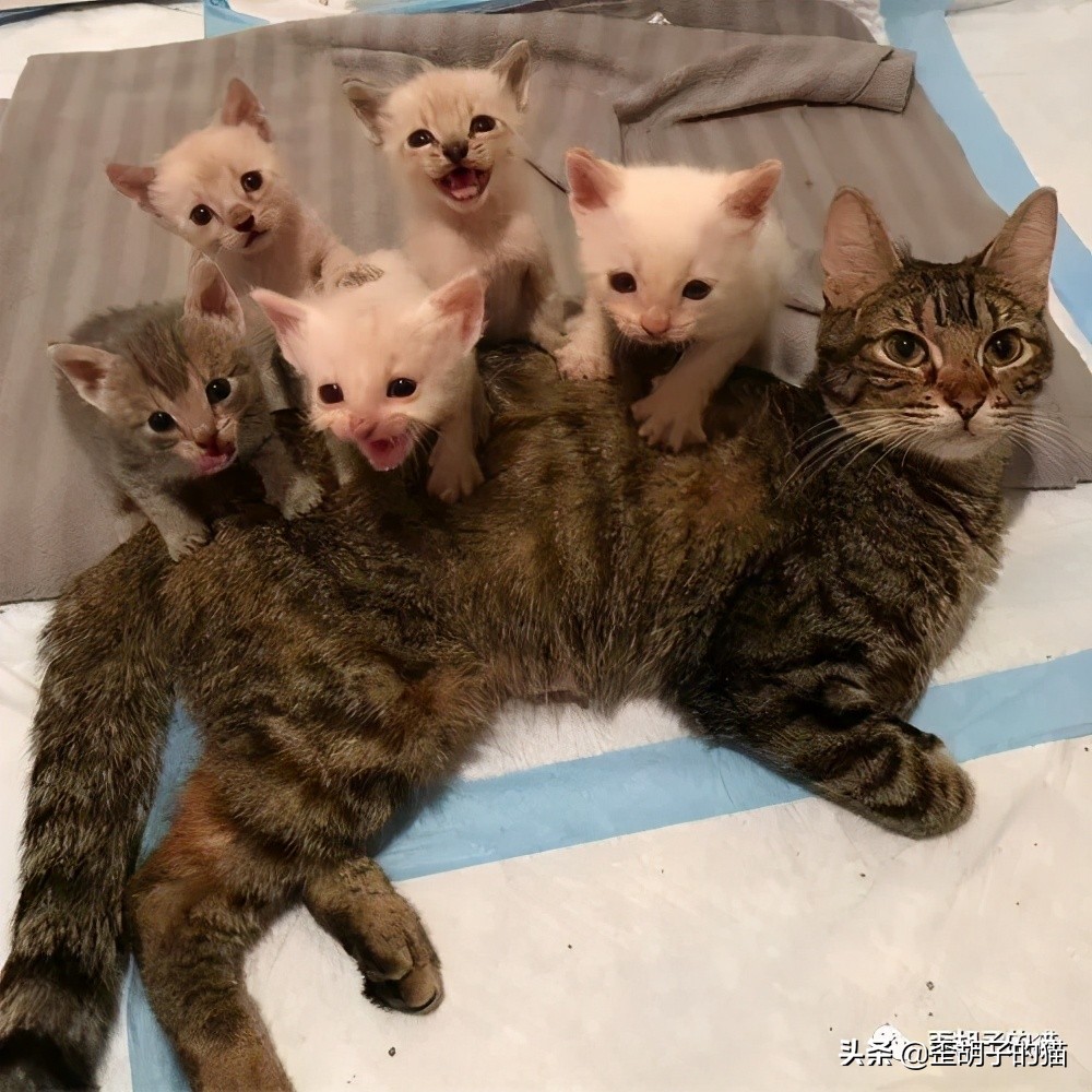 如何看出猫咪年龄有多大,怎么看出猫咪的年龄多大