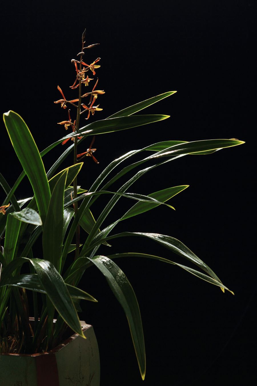 精品玉兰的品种及图片,国兰花朵不艳丽但香气清雅