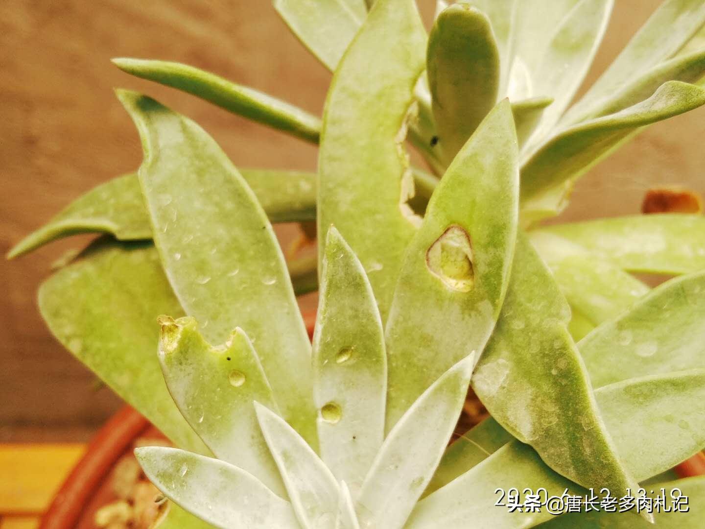 多肉被虫子啃空了,多肉叶子被虫子吃空了