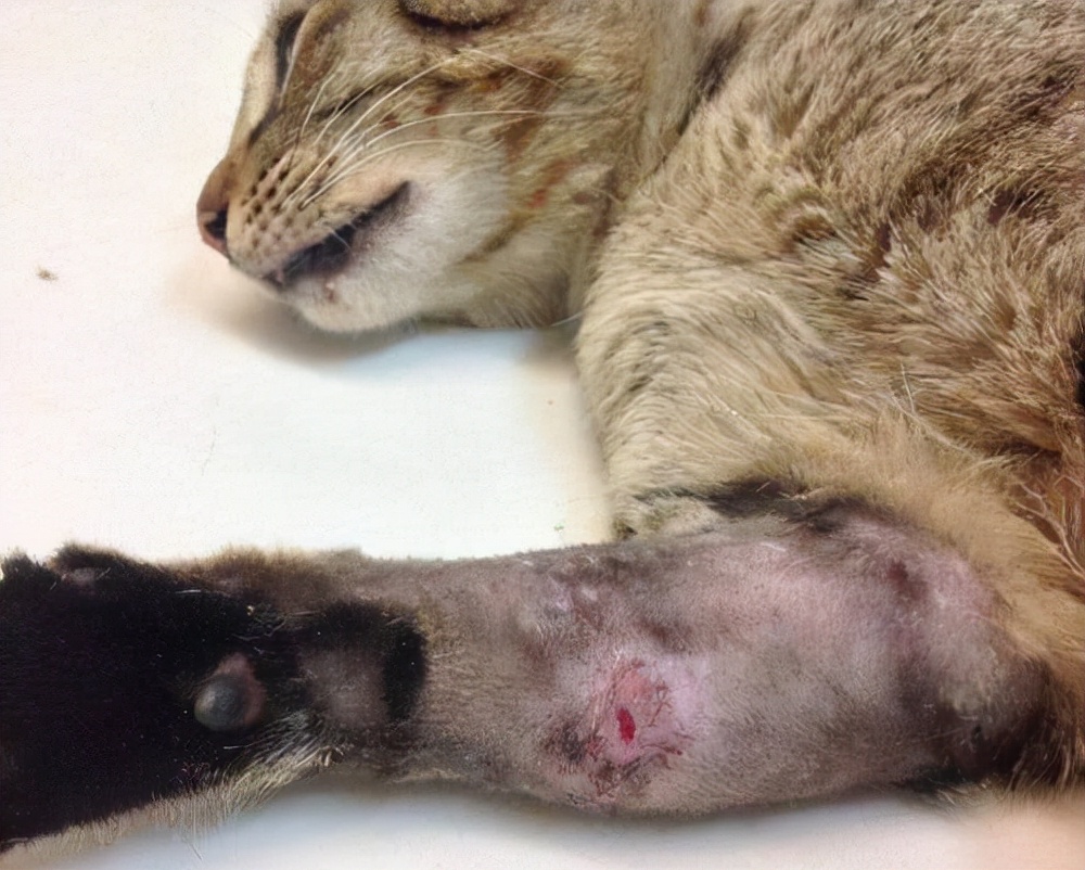 猫崽眼睛流脓怎么办,猫流脓鼻涕用什么药