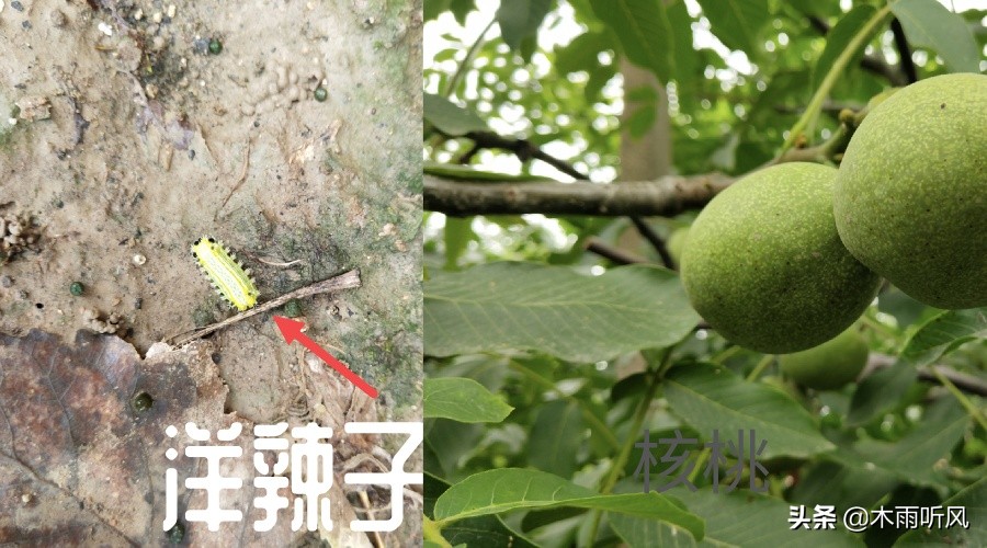 洋辣子虫卵怎么预防,辣子病虫害防治大全