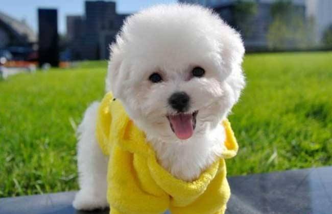 比熊犬体重15斤正常吗,比熊成犬一般体温多少