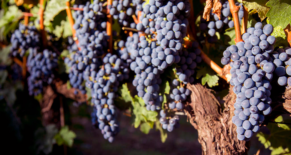 名庄好酒|肥美多汁，妖艳浓郁的美国索诺玛梅洛