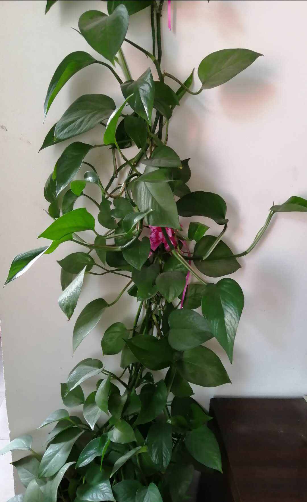 养花种树养鱼养乌龟,龟缸里养绿萝乌龟会中毒吗