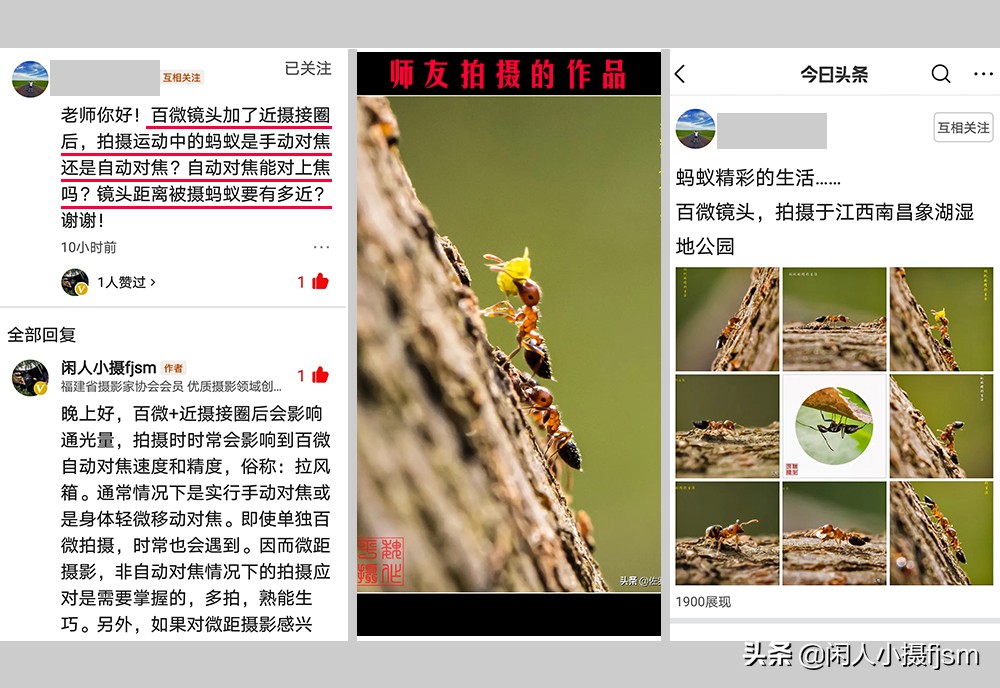 拍摄蚂蚁视频的技巧,怎么拍摄蚂蚁
