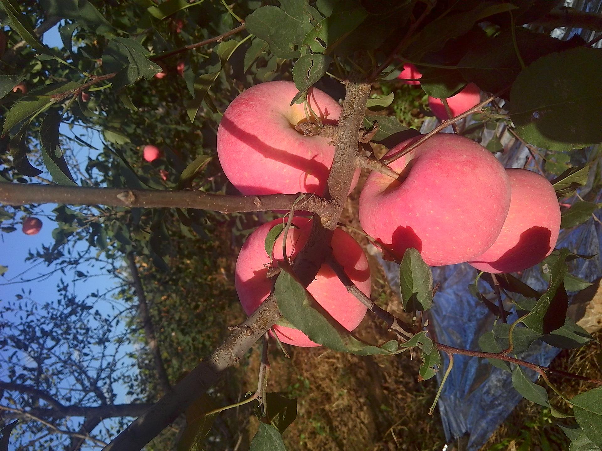 现在的苹果皮能吃吗,苹果究竟要不要吃皮