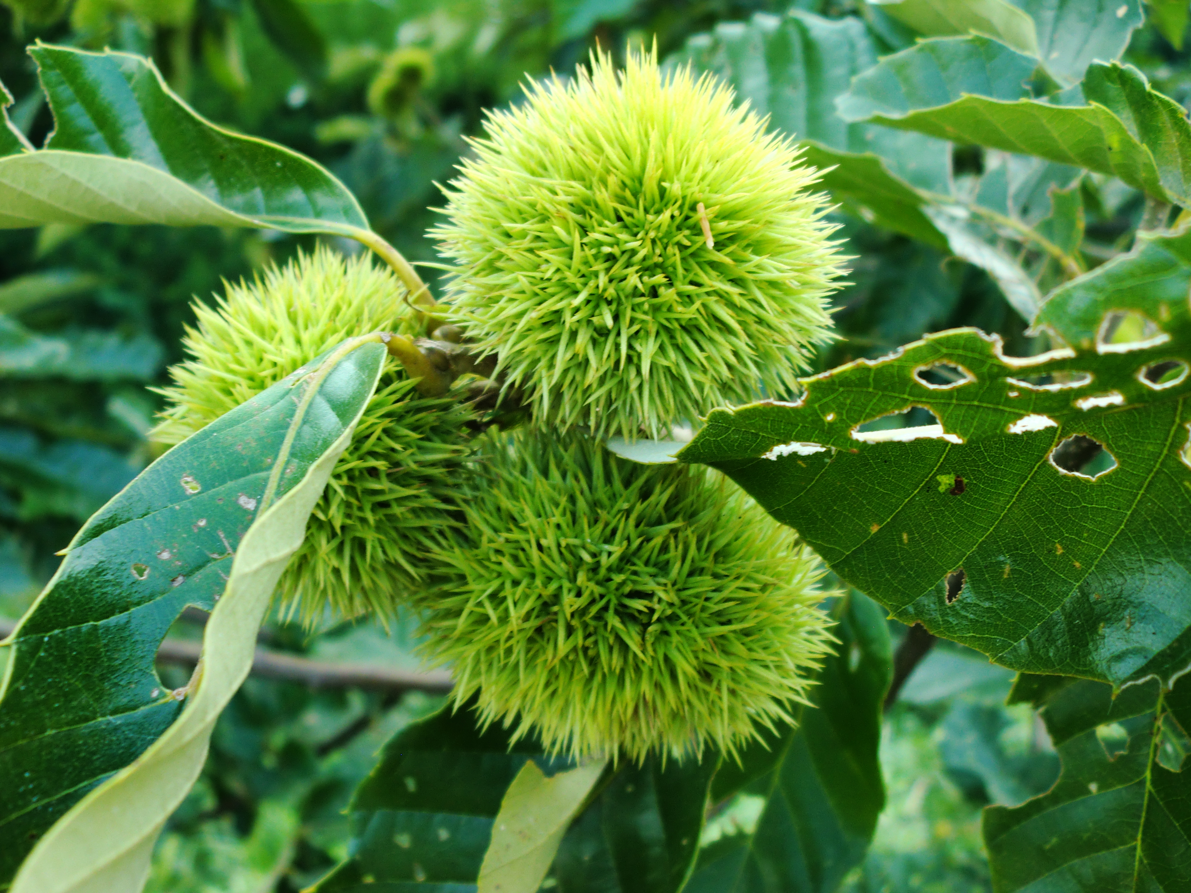 给大家展示一下什么叫做“金山药岭名茶地，竹海栗园水电乡”
