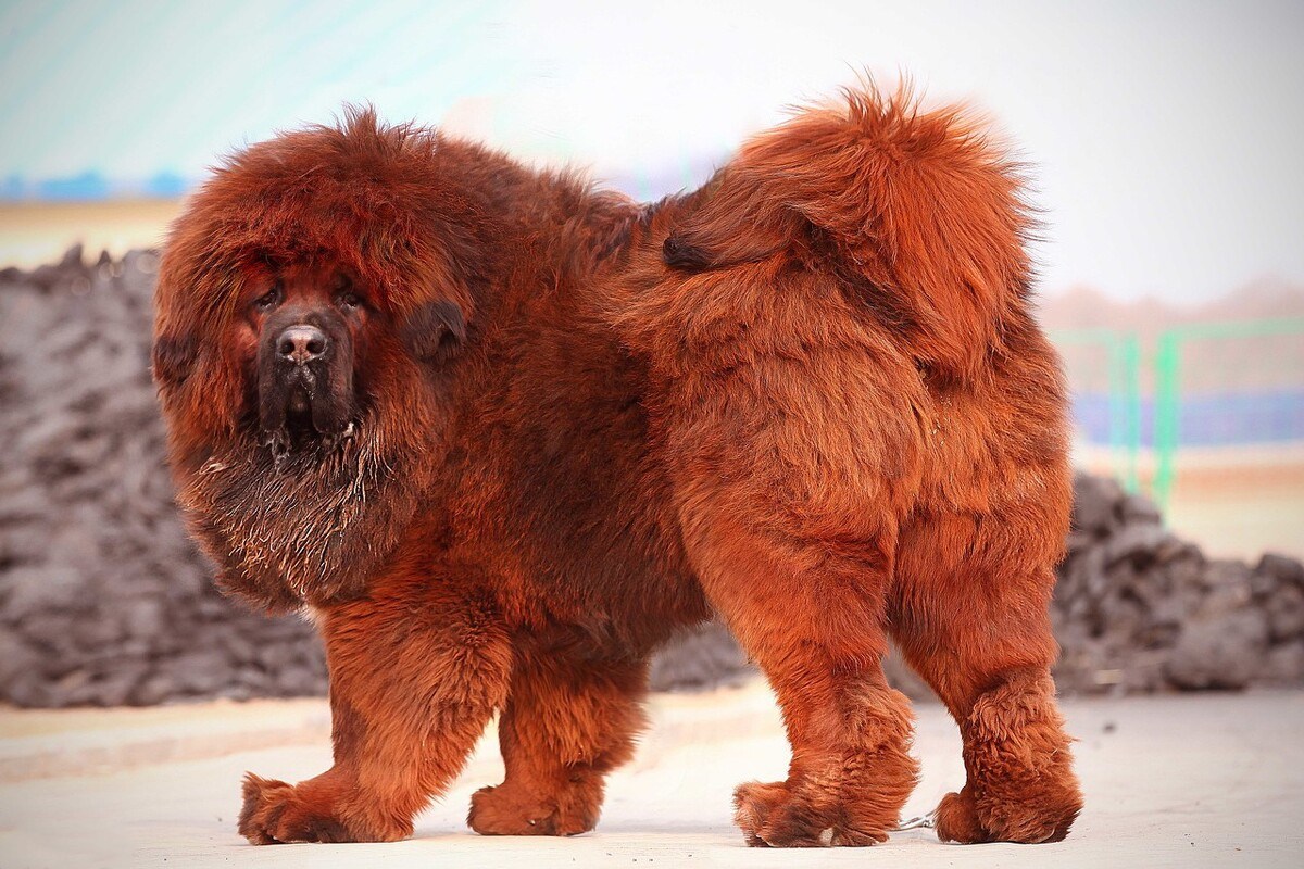 适合家养的防贼犬,狗贩子绝不敢偷的5大猛犬是什么