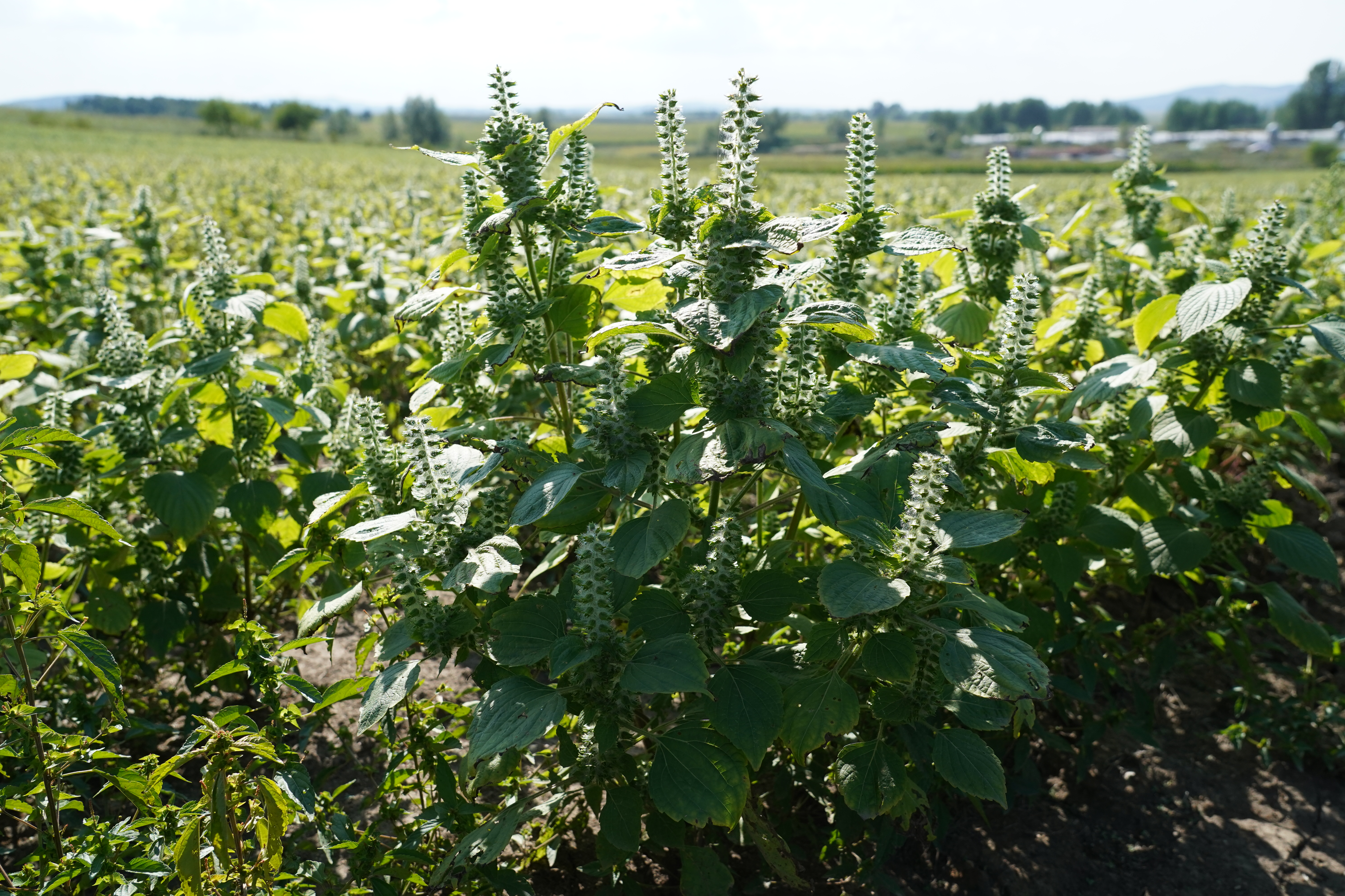 桦南紫苏种植基地在哪里,桦南紫苏简介
