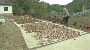 种植香菇一亩能产多少斤干货,农村大哥种18亩地