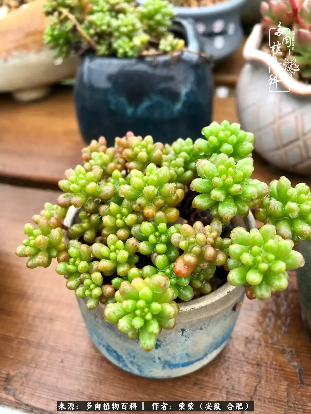 入秋后多肉是露养好还是室内养好,入夏后露养的多肉要搬进室内吗