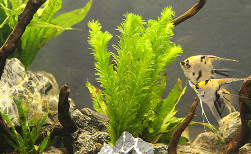 十大阴性水草造景,造景适合用什么水草