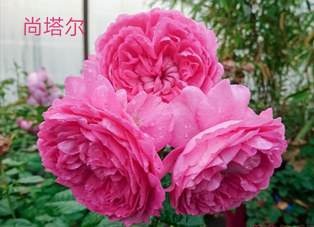 适合做切花的月季品种,十大公认最好切花月季