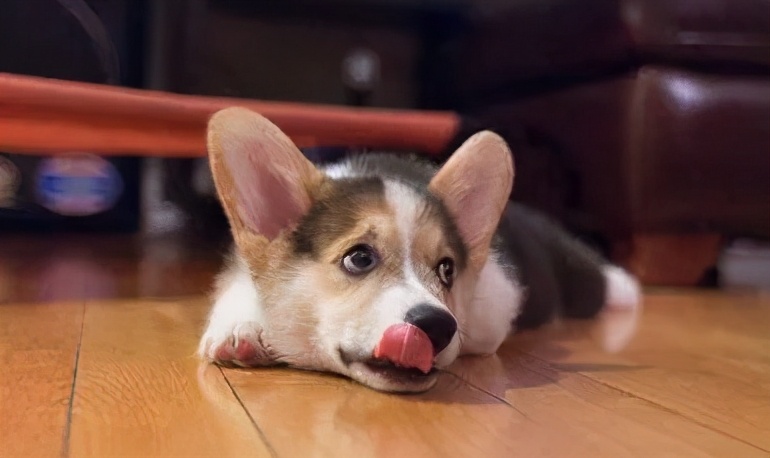 狗狗呕吐的原因及处理方法,狗狗呕吐的6种颜色