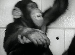 最可怕的朊病毒是什么,朊病毒有多可怕