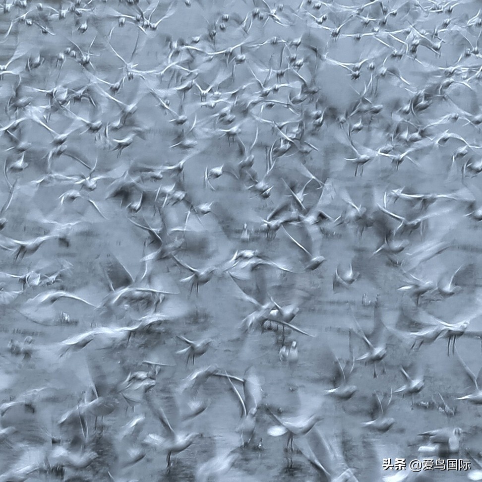 观鸟大年,观鸟大年免费