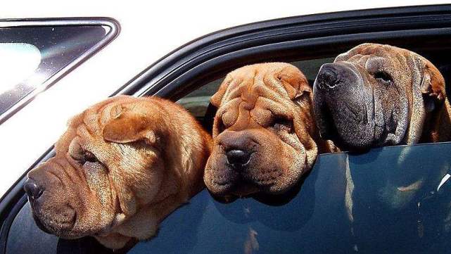 训练宠物狗听话的诀窍,狗狗害怕该怎么做视频