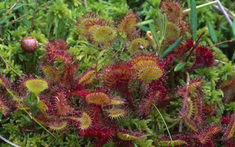 30分钟内“吃”多种虫!重庆第1次发现圆叶茅膏菜,这是什么植物