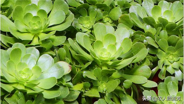 玉龙观音多肉植物品种大全,玉龙观音多肉怎么长得快