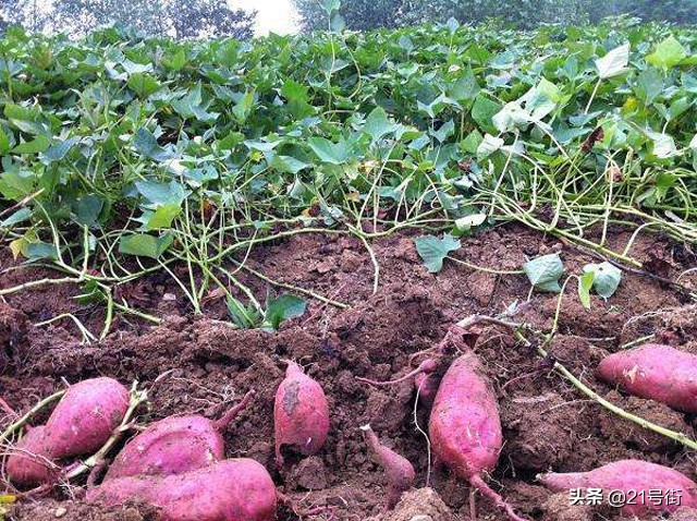北海哪里有红薯种植基地,甘薯小象甲对人体有什么危害