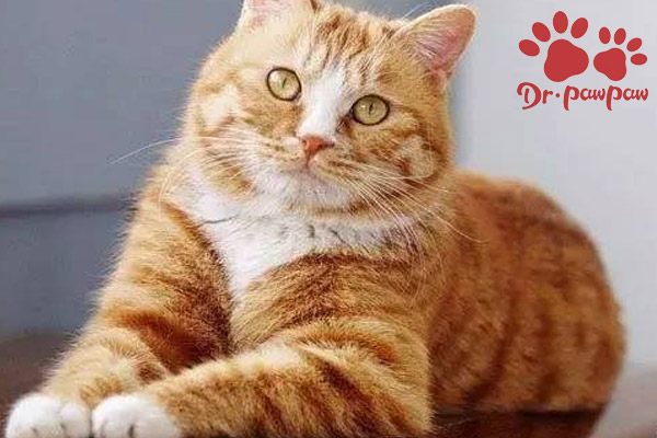 铲屎官把猫养得越来越瘦,让猫咪长胖是铲屎官最后悔的事