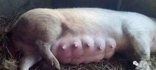 母猪胎衣不下还有猪吗,母猪胎衣不下怎么解决