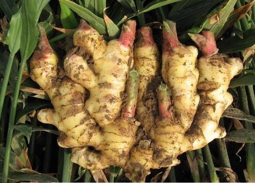 大姜种植技术与管理生长周期,大姜种植时间及管理技术