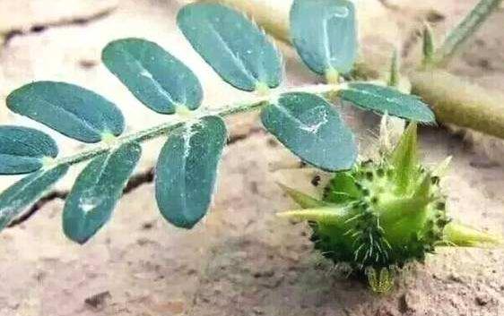 施今墨辨证,施今墨药对歌诀