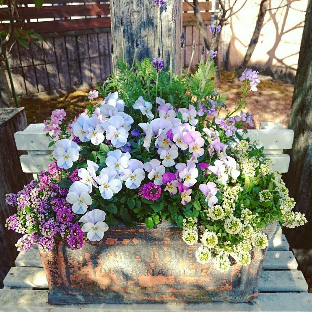 角堇和皱边角堇哪个花大,皱边角堇和穗边角堇的区别