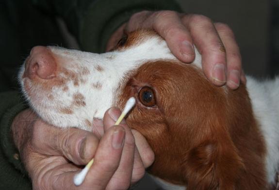 狗狗眼泪流个不停，可能是生病了，主人要重视