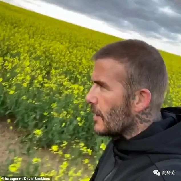 贝克汉姆脱发最新消息,大卫贝克汉姆脱发