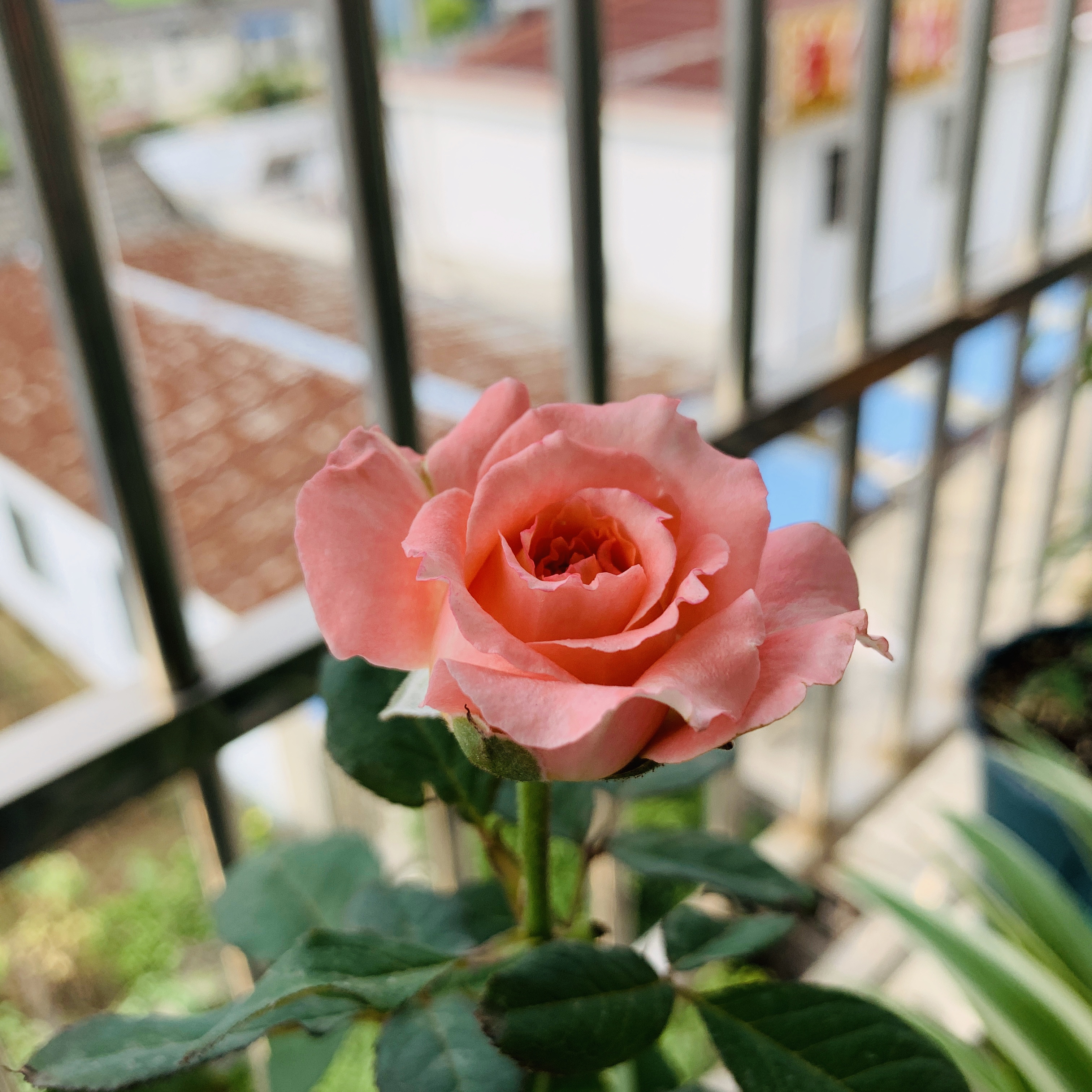 夏季月季怎样养才能长得茂盛,夏天如何养好月季花盆栽