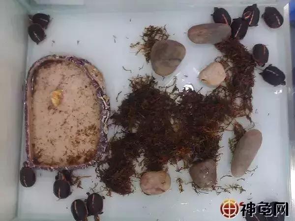 刚出壳的龟苗怎么养怎么喂食,草龟苗出壳后几天喂食