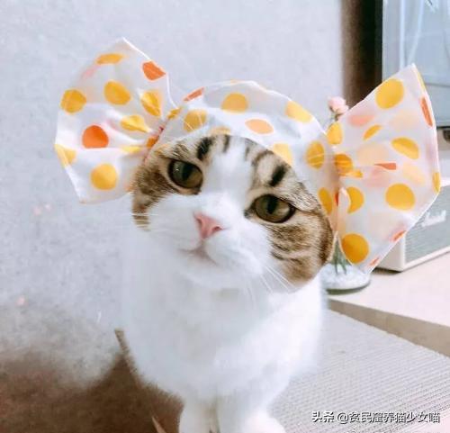 撸猫三招,撸猫三步法