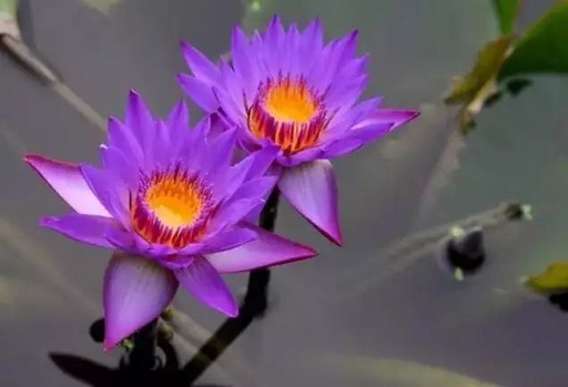 世界十大罕见花卉,世界名贵花卉高清大图