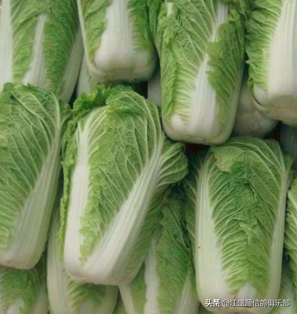 春季赛鸽怎么调理,赛鸽500公里顶风上笼前怎样调理