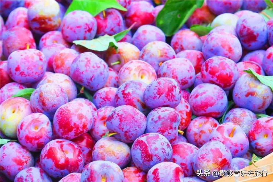 汶川三宝有哪些,汶川三宝市场枇杷