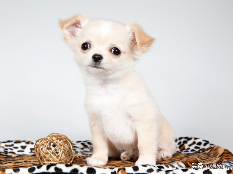 狗狗的鼻子褪色怎么办？一定要预防