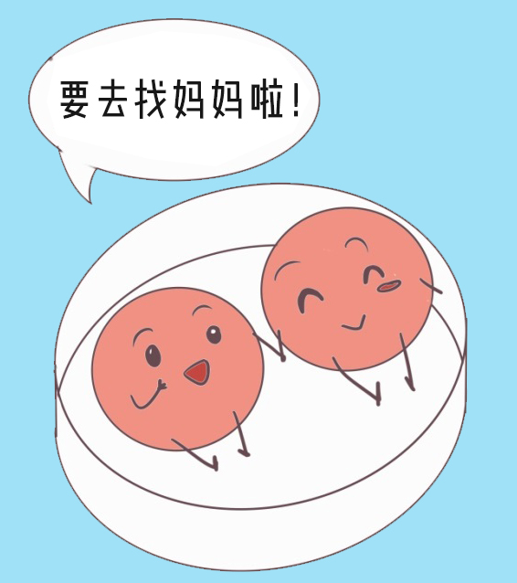 神奇的胎儿发育过程,神奇的胚胎发育过程