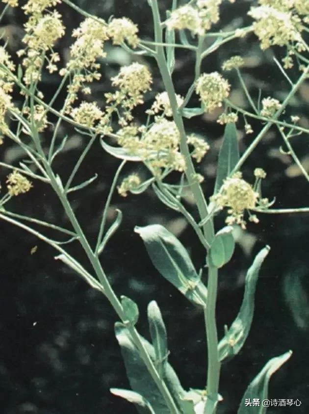 板蓝根有抗病毒作用吗,板蓝根和抗病毒口服液