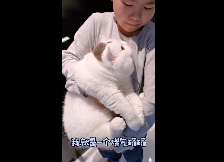 加菲猫长不胖怎么办,加菲猫胖了视频