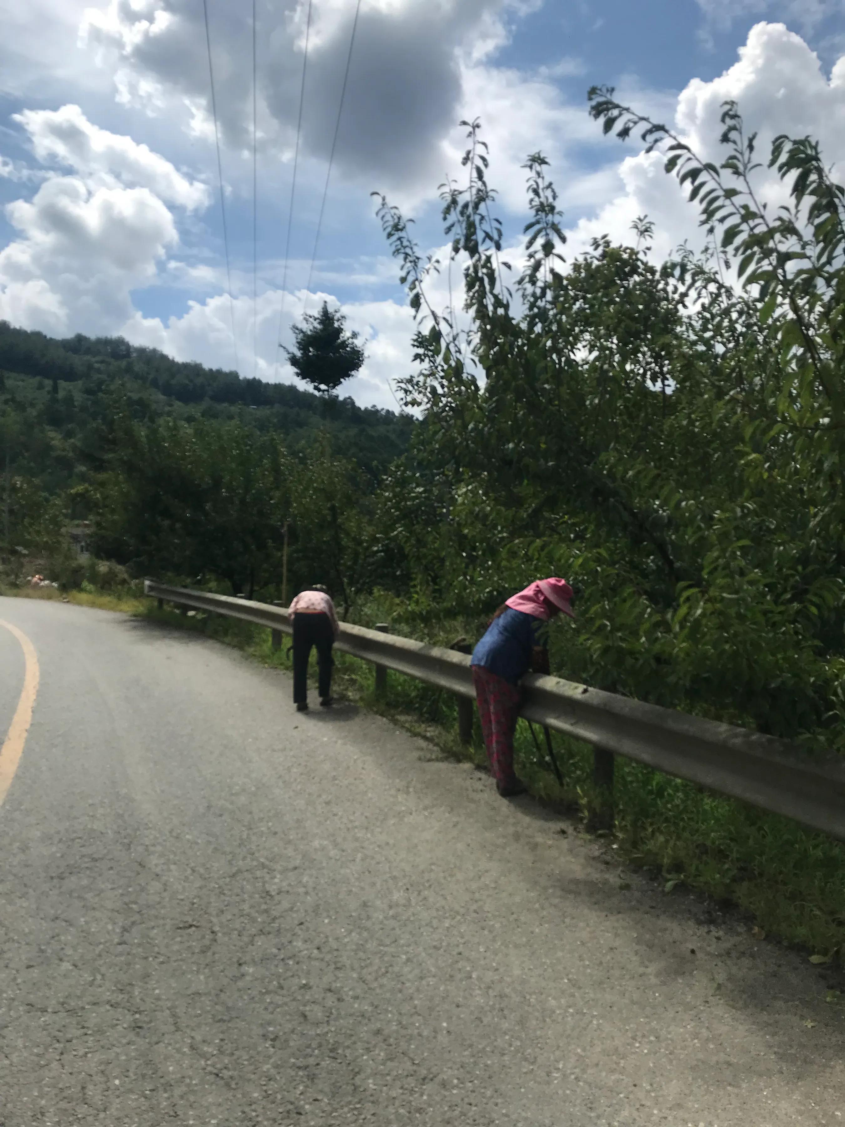 山远近路横斜读音,山远近路横斜青旗沽酒有人家意思