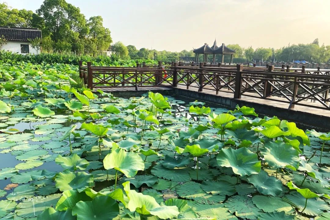 娌欏娴滅殑绱壊鑺辨捣,娌欏娴滈鏅尯鑺辨捣